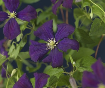 Bosrank (Clematis 'Etoile Violette')
