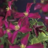 Bosrank (Clematis viticella 'Madame Julia Correvon')