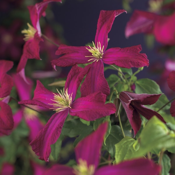 Bosrank (Clematis viticella 'Madame Julia Correvon')