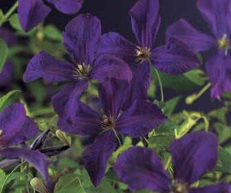 Bosrank (Clematis 'Polish Spirit')
