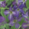 Bosrank (Clematis viticella)
