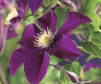 Bosrank (Clematis 'Warszawska Nike')