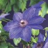 Bosrank (Clematis 'Xerxes')