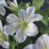 Bosrank (Clematis 'Yukikomachi')