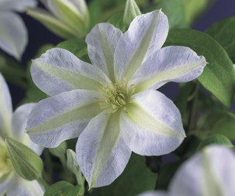Bosrank (Clematis 'Yukikomachi')
