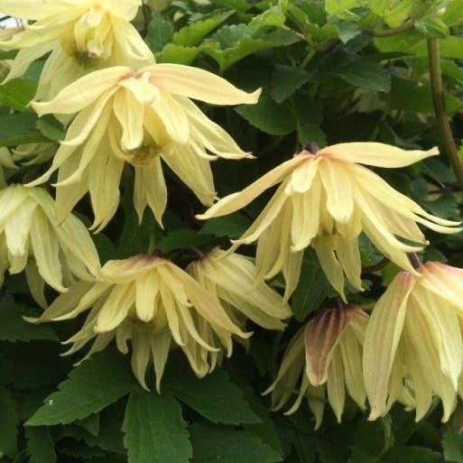 Bosrank (Clematis 'Amber')