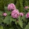 Pindakaasboom (Clerodendrum bungei)