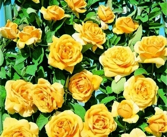 Klimroos (Rosa 'Landora')