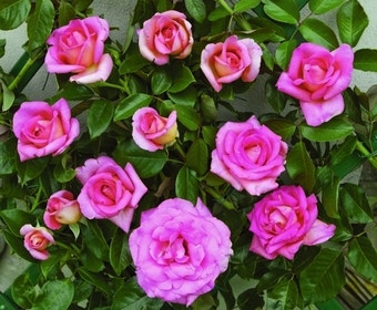 Klimroos (Rosa 'Parfum Royal')