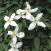Bosrank (Clematis montana 'Alba')