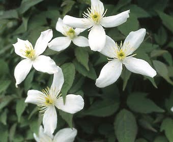 Bosrank (Clematis montana 'Alba')