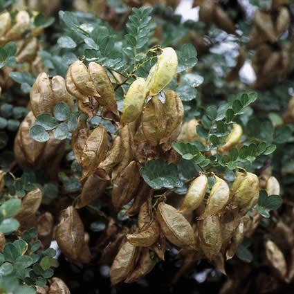 Blazenstruik (Colutea arborescens)