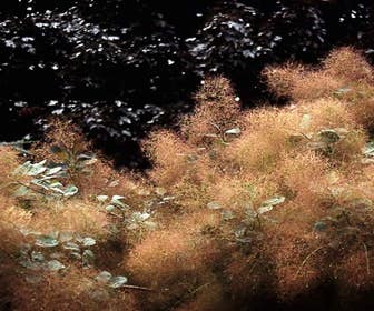 Pruikenboom (Cotinus coggygria)
