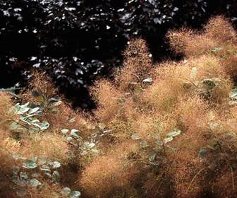 Pruikenboom (Cotinus coggygria)