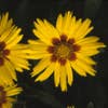 Meisjesogen (Coreopsis grandiflora 'Sonnenkind')