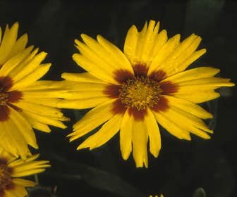 Meisjesogen (Coreopsis grandiflora 'Sonnenkind')