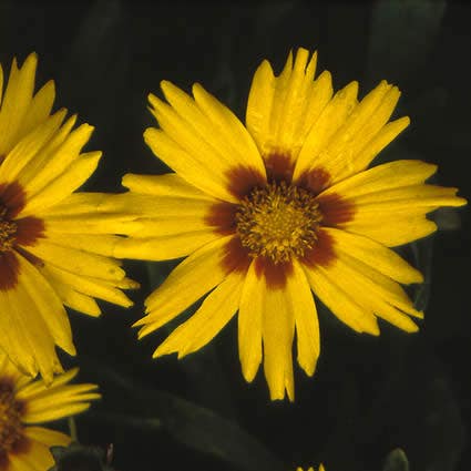 Meisjesogen (Coreopsis grandiflora 'Sonnenkind')