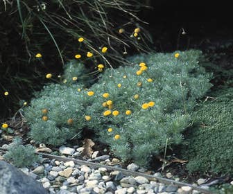 Vedermos (Cotula hispida)