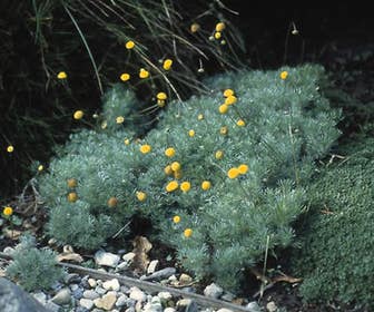 Vedermos (Cotula hispida)
