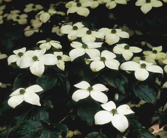 Kornoelje (Cornus kousa chinensis)