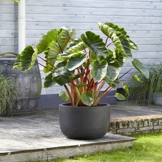 Olifantsoor (Colocasia esculenta 'Hawaiian Punch')
