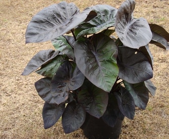 Olifantsoor (Colocasia esculenta 'Kona Coffee')
