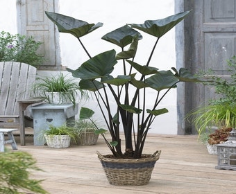 Olifantsoor (Colocasia esculenta 'Tea Cup')