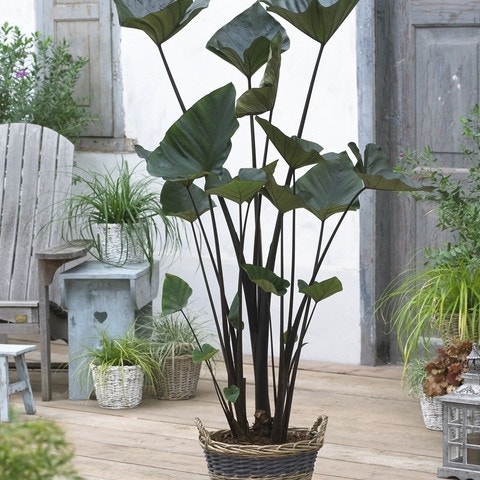 Olifantsoor (Colocasia esculenta 'Tea Cup')