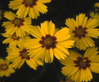 Meisjesogen (Coreopsis lanceolata 'Sterntaler')