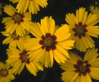 Meisjesogen (Coreopsis lanceolata 'Sterntaler')
