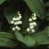 Lelietje der dalen (Convallaria majalis)