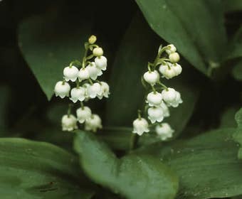 Lelietje der dalen (Convallaria majalis)