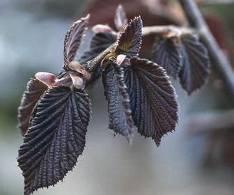 Rode hazelaar (Corylus maxima 'Purpurea')