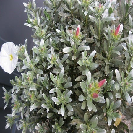Zilverwinde (Convolvulus cneorum)