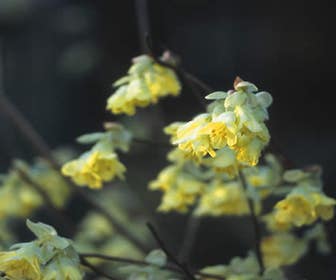 Schijnhazelaar (Corylopsis pauciflora)