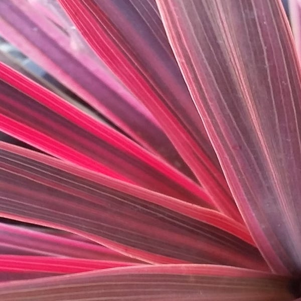 Cordyline (Cordyline australis 'Electric Pink') Directplant