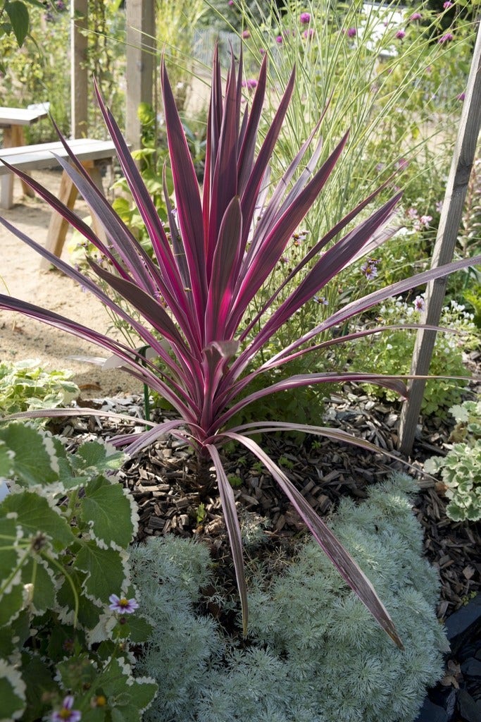 Cordyline australis 'Southern Splendour'