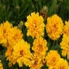 Meisjesogen (Coreopsis grandiflora 'Early Sunrise')