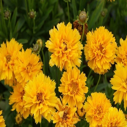Meisjesogen (Coreopsis grandiflora 'Early Sunrise') Bio
