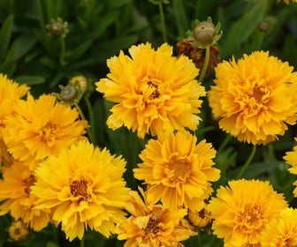 Meisjesogen (Coreopsis grandiflora 'Early Sunrise')