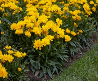 Meisjesogen (Coreopsis grandiflora 'Presto')