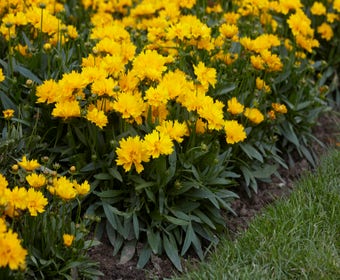 Meisjesogen (Coreopsis grandiflora 'Presto')