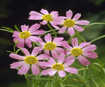 Meisjesogen (Coreopsis rosea 'American Dream')