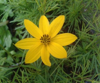 Meisjesogen (Coreopsis verticillata 'Zagreb')