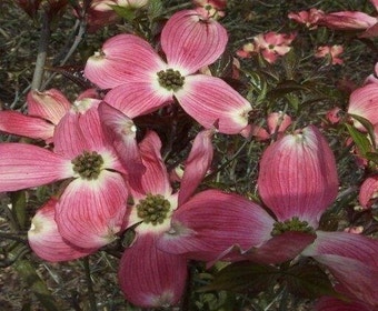 Amerikaanse kornoelje (Cornus florida 'Cherokee Chief')