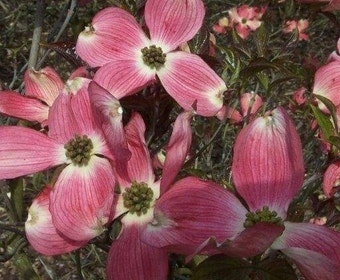 Amerikaanse kornoelje (Cornus florida 'Cherokee Chief')