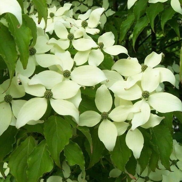 Kornoelje Cornus Kousa Milky Way kornoelje-cornus-kousa-milky-way