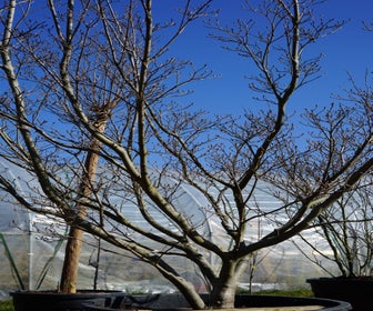 Japanse kornoelje (Cornus kousa 'Milky Way') - Droomplanten