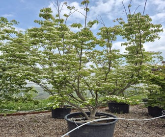Japanse kornoelje (Cornus kousa 'Milky Way') - Droomplanten