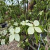 Japanse kornoelje (Cornus 'Norman Hadden') - Droomplanten